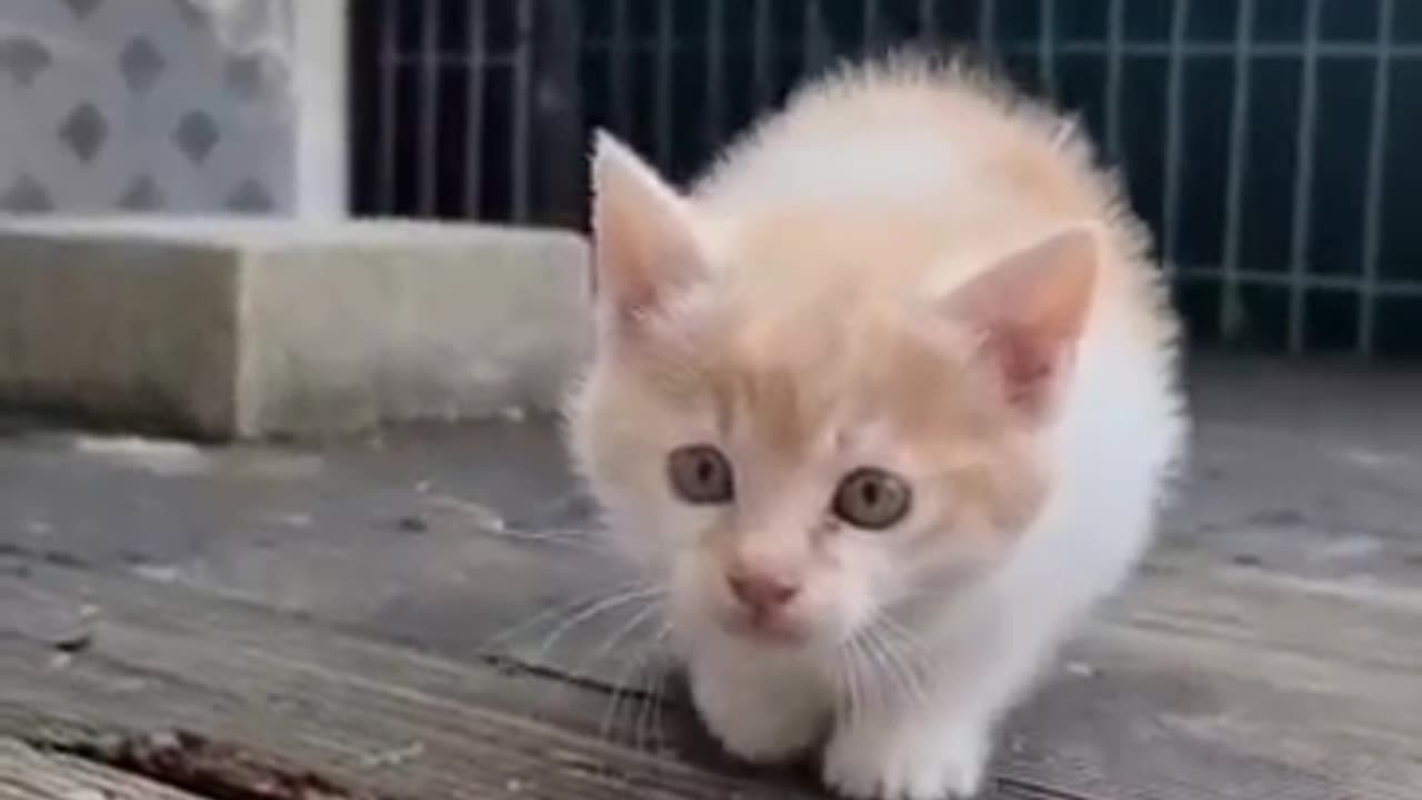Funny cat & dog
