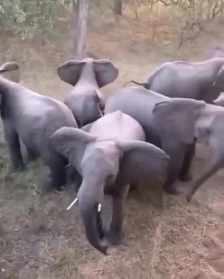 A Family of Elephants See a Lion and Form a Circle to Protect Their Children