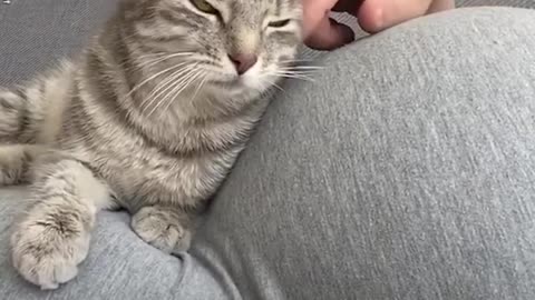 Cat adores its baby sister