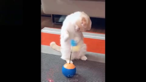 funny lovely cats and dogs