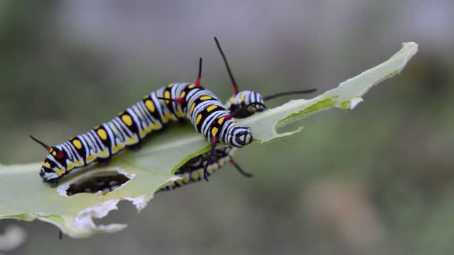 Beautiful caterpillars eating tree leaves