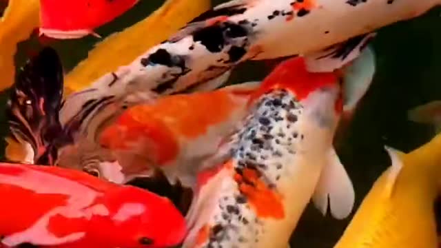 Good luck Koi koi fish pond fish swimming in the water