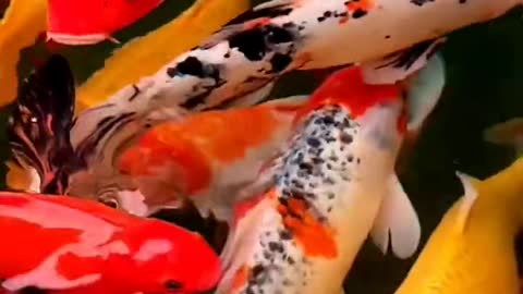 Good luck Koi koi fish pond fish swimming in the water