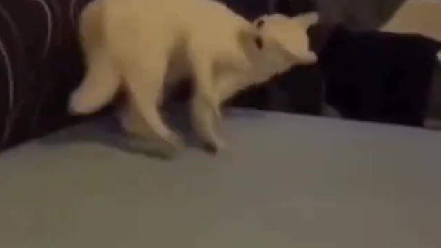 Funny Animal fails Cats Dogs