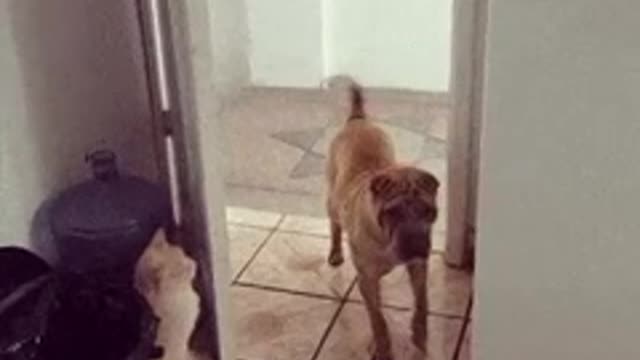 Cat chases dog