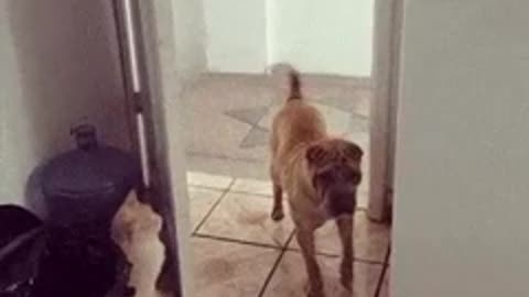 Cat chases dog