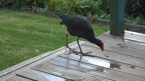 Winnie the Pukeko sneaked onto The New Deck...