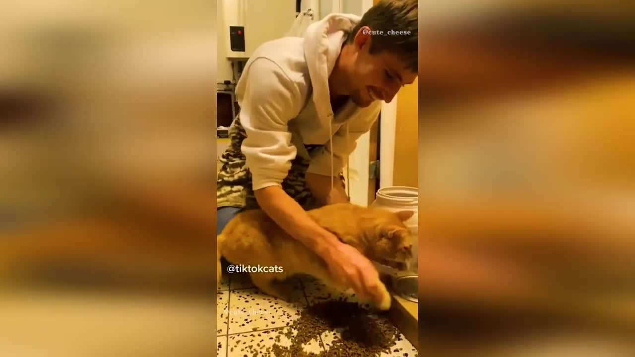 Funniest Cats Compilation 2022 - Laugh and Enjoy the moments