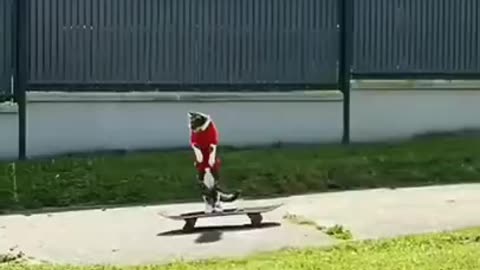 Champion Skater Cat #shorts #viral #shortsvideo #video