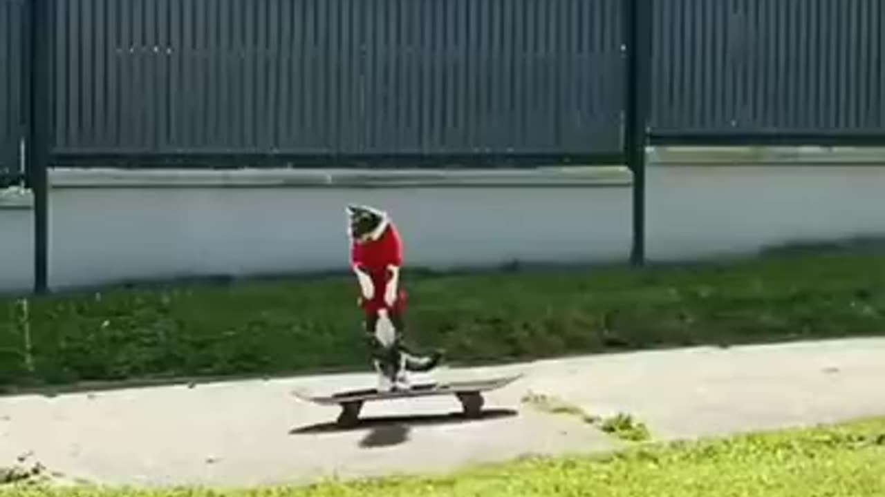 Champion Skater Cat #shorts #viral #shortsvideo #video
