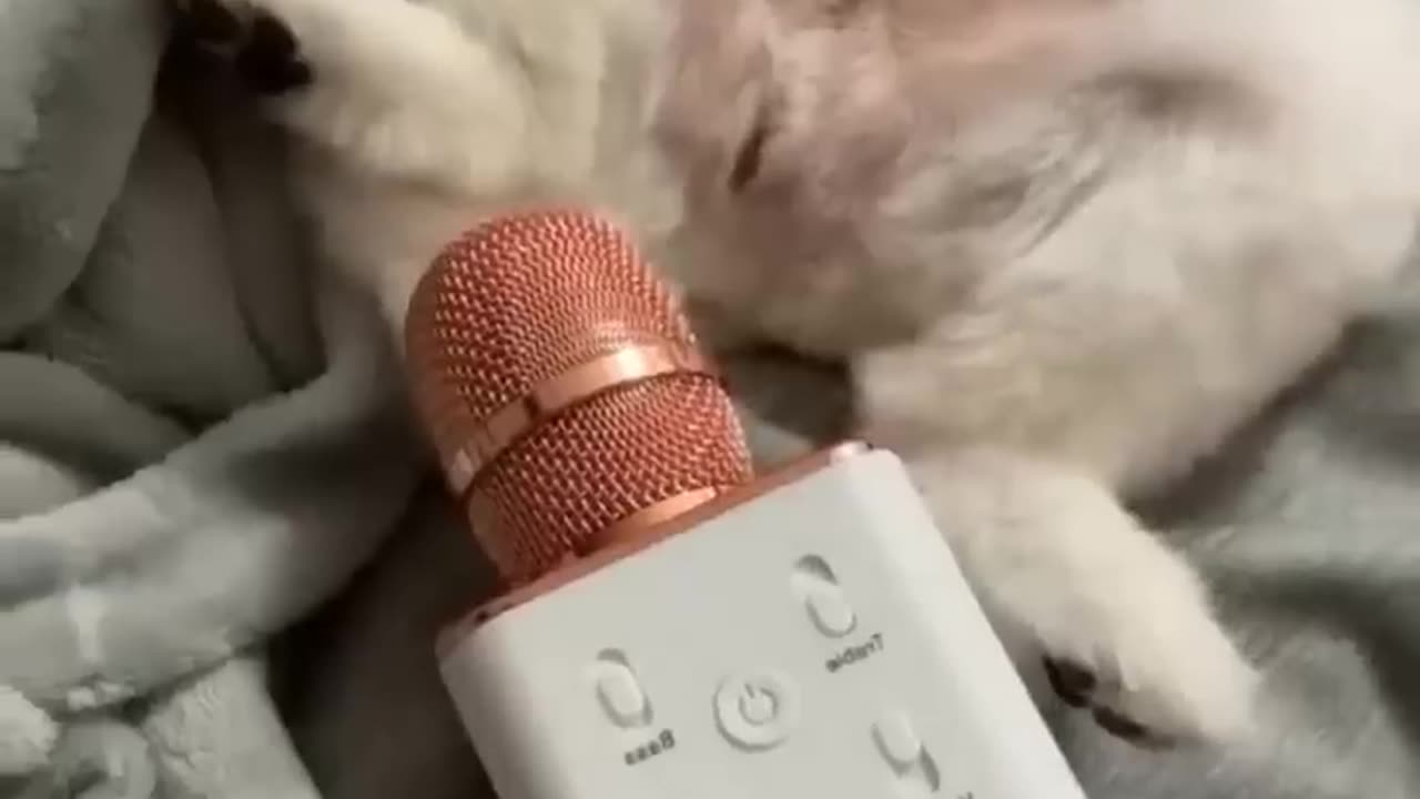 Cutest cat and Dog Video