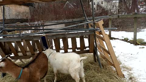 Flock it Farm: farm update, goats new scratching post