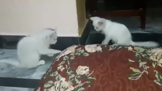 Cute cat funny fight