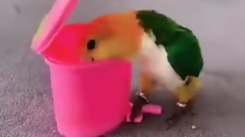 Lovely smart bird skill