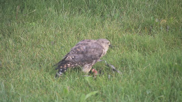 Cooper's hawk