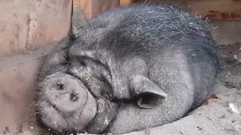 Funny Pot Belly Pig