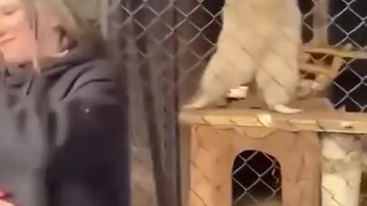 Funny animals part4