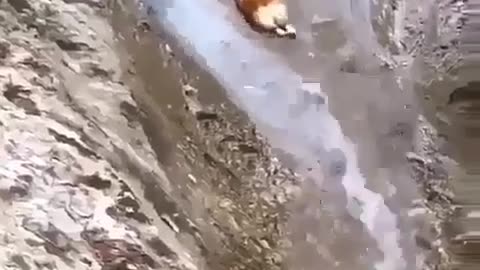 Funny Dog