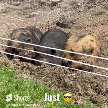 Bacon , Ham & Sausage just chillin 😎