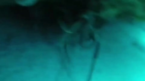Deep sea catching large lobster in New Zealand