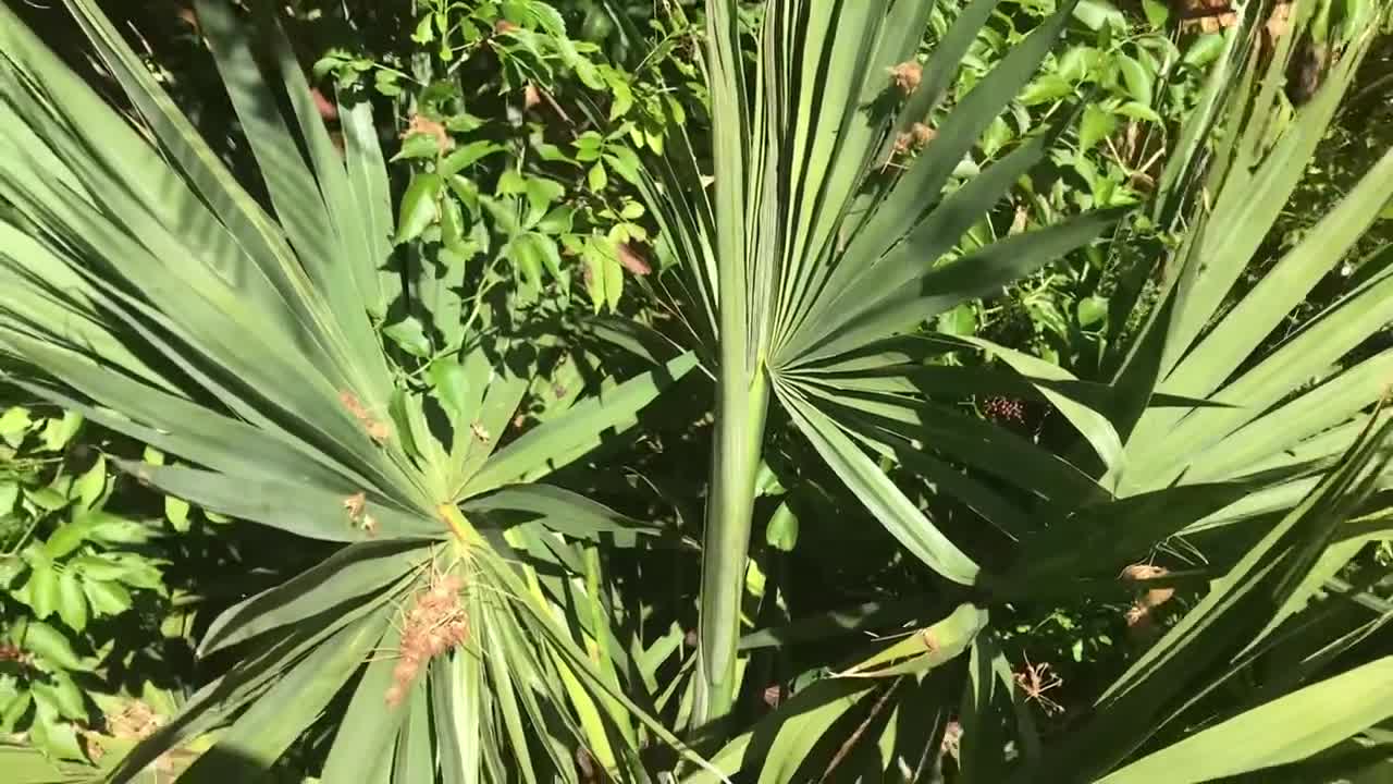 Sabal minor - bloom stalk update