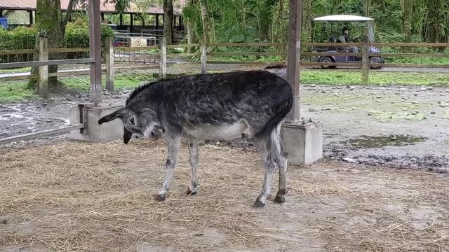 sweet dunkey in the park