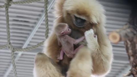 Cute gibbons, mother and her cub - 2022