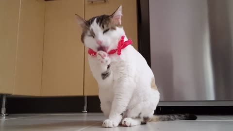 Really Cool Cat with Bandana having a wash