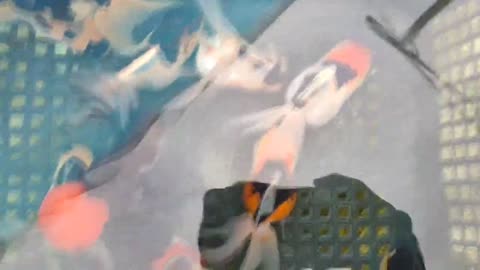 Best quality goldfish collection at goldfish farm-12