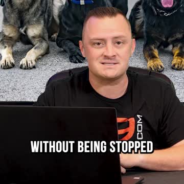 Top 3 XL Dog Breeds We Recommend