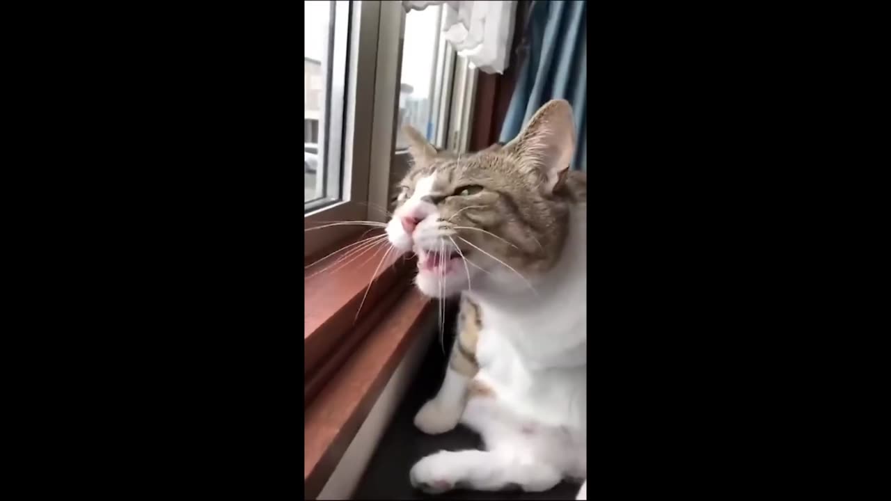 New Funny Animals, Funniest Cats and Dogs Videos 32