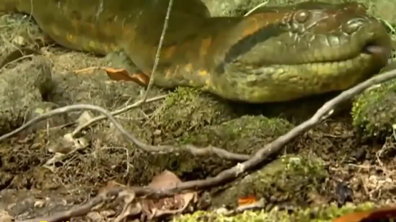 A Giant and longest anaconda found in amazon river