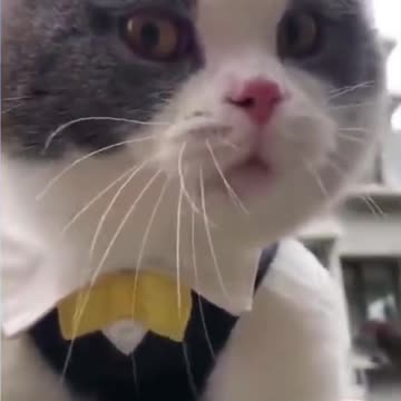 TRY NOT TO LAUGH FunniestAnimals MomentsCute Animals Awesome Best of 2021 shorts