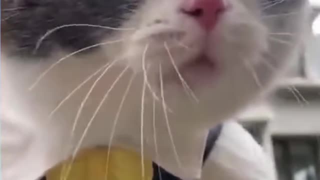 TRY NOT TO LAUGH FunniestAnimals MomentsCute Animals Awesome Best of 2021 shorts