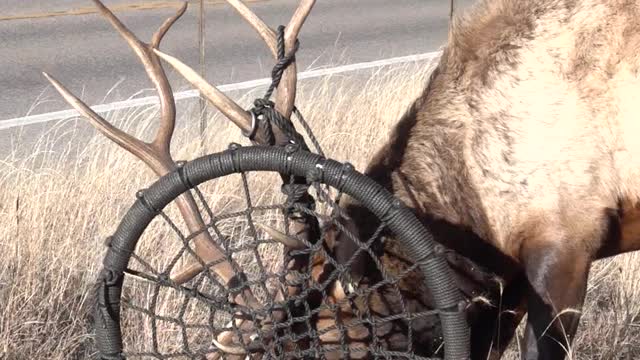 Elk Gets Antlers Stuck in Tree Swing