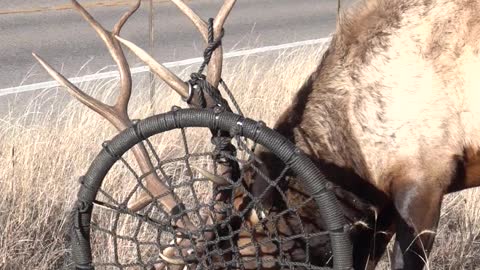 Elk Gets Antlers Stuck in Tree Swing