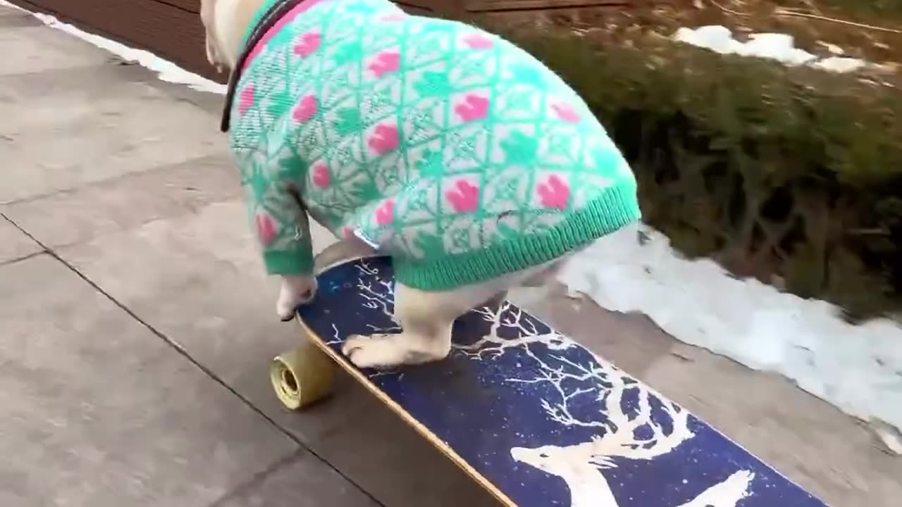 What is this dog doing with a skateboard. AHAHAHAHAHHA