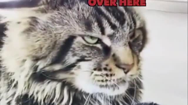 The most terrifying cat in the world