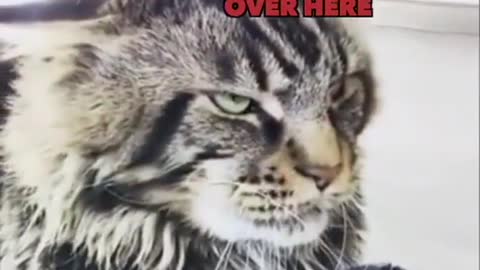 The most terrifying cat in the world