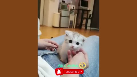 Funny Cute Dog And Cat Moments Videos