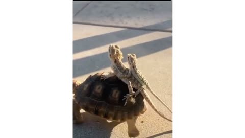 gecko hitchhiking on turtle