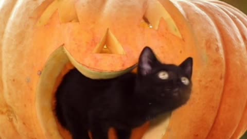 Cat Dancing Funny Video | Cat Dance Video | Cat Dance Meme #shorts