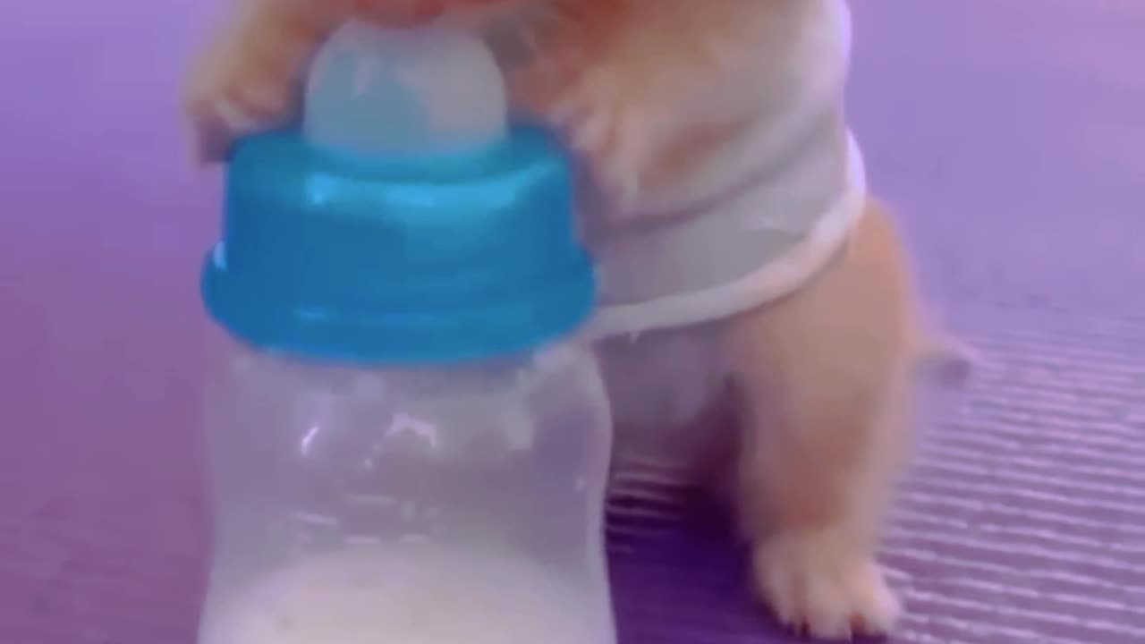 Cute baby cat comedy video💗😂