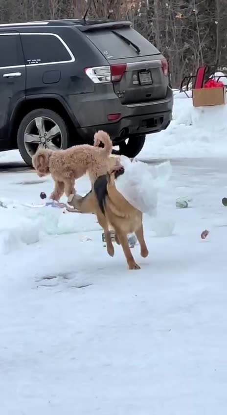 Good Dog Bad Dog 😂😂