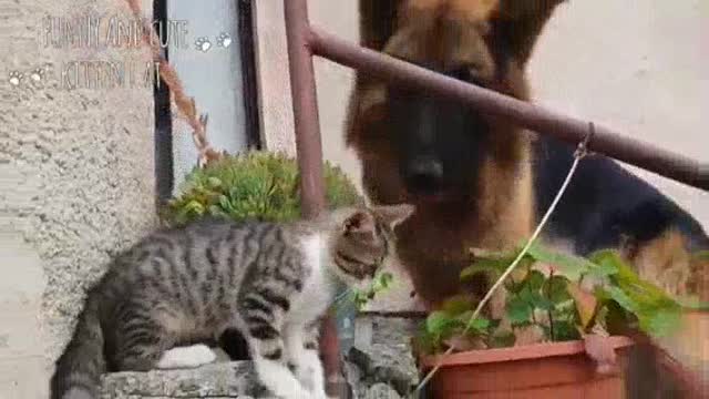 Funny cats and dogs video