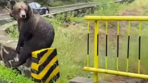 People Driving Down Hilly Road are Amused to See Bear Sitting by Roadside in Romania