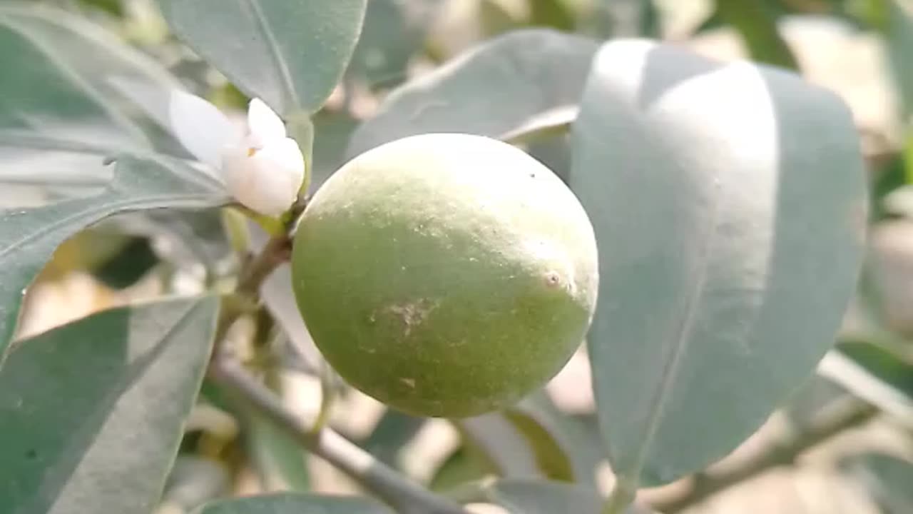 This is plant of lemon