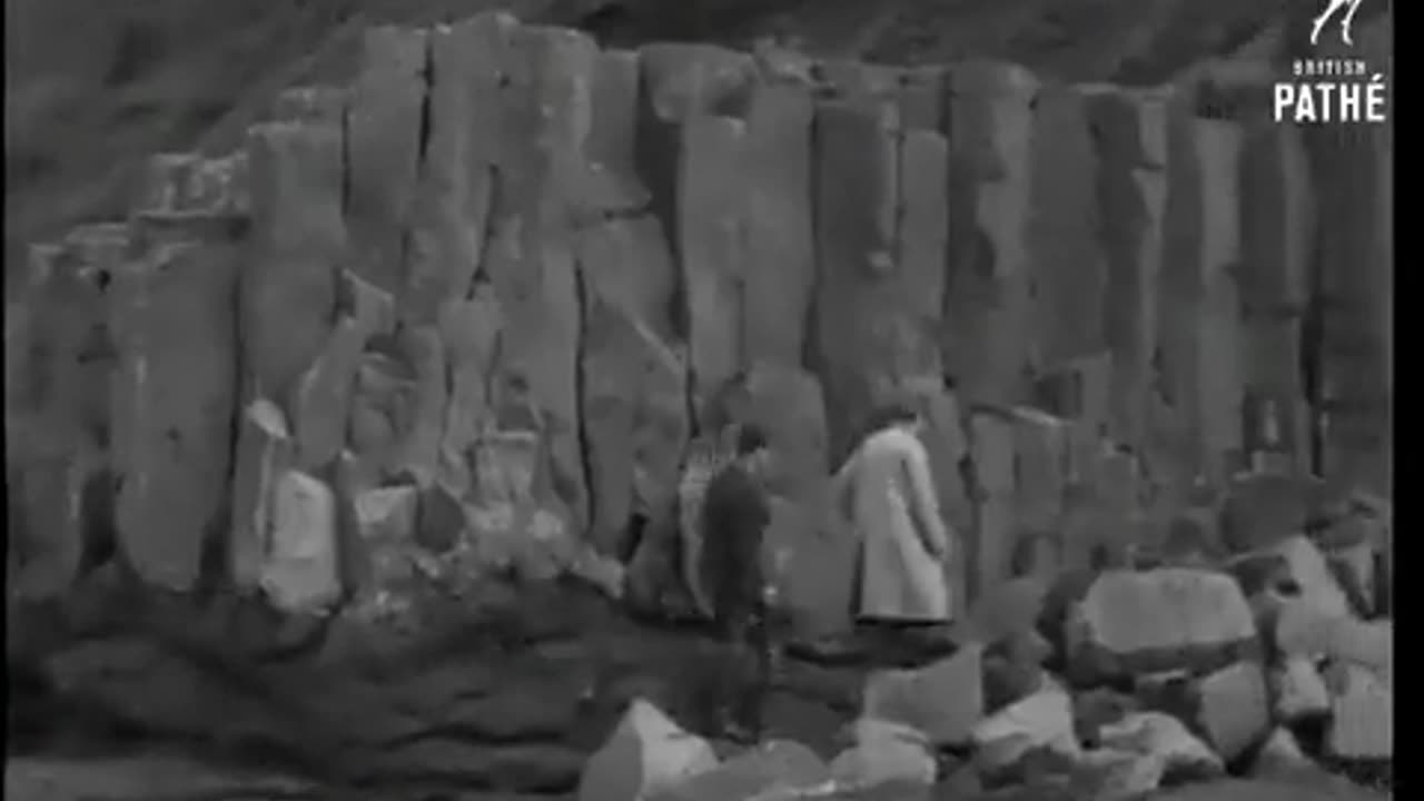 Albero fossile gigante del 1939
