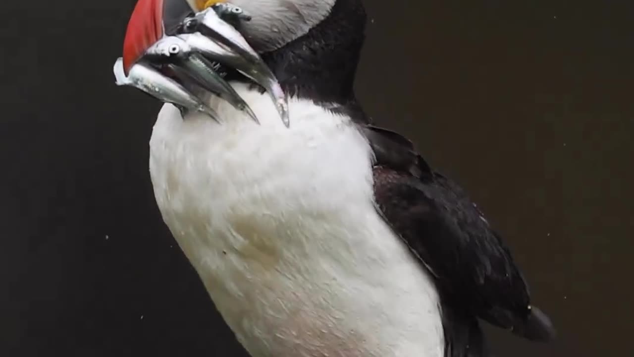 "From Ocean to Plate: Discover the Delectable Delights of the Puffin's Rainy Day Feast!"