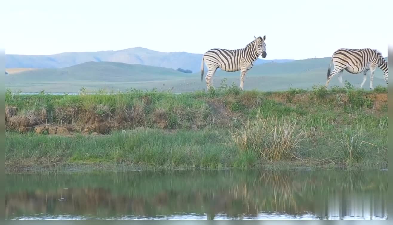 Zebras Zebras Eating Grass In Field Near Lake Zebra Wildlife Nature Zebra Animals